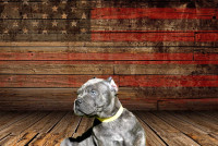 Kings Cane Corso