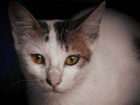 long tailed cats