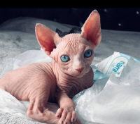Sphynx Kittens for Sale – Hairless, Loving & Ready for Forever Homes!