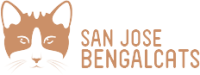 sanjosebengalcats