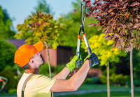 Aussie Tree Care