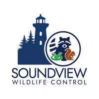 Soundview Wildlife Control