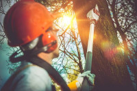 West Mobile Tree Service