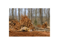 Clean Cuts Tree Care