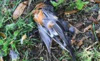 Dead Animal Removal Adelaide