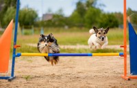Dog Training in Punjab