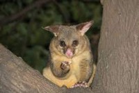 Possum Removal Hobart