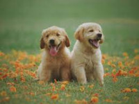 Woof Gang Walkers
