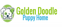 Goldendoodle PuppyHome