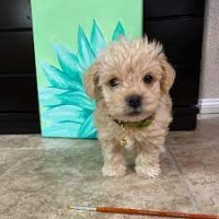 Teacup Maltipoo Puppies For Sale Near Me, Baby Toy Maltipoo For Sale