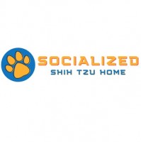 Socialized Shih Tzu Puppies