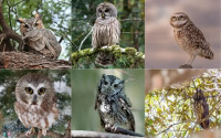 Eastern Screech Owl: The Tiny Nocturnal Hunter of North America