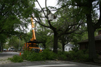 Brockley Tree Service