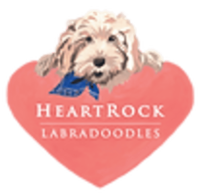 To provide you and your family an intelligent, allergy friendly and loving dog.