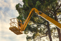 Morales Tree Services LLC
