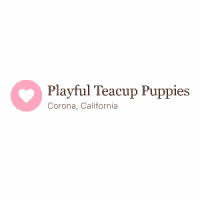 Playful Teacup Yorkshire Puppies