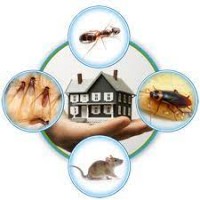 Pest Control Campbelltown