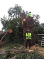 Jaeger's Tree Service