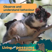 Possum Man