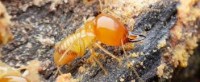Termite Control Sunshine Coast