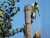Trinity Tree Service Dayton OH