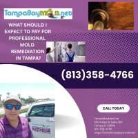 TampaBayMold.net