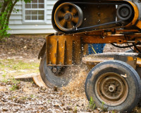 Roswell Tree Services