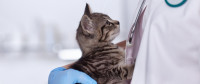 Veterinary degree Indonesia