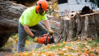 Sweetheart City Tree Service