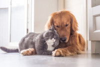 Northgate Animal Hospital