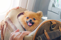 Traveling Comfortably with Your Dog in a Carrier in the United Kingdom
