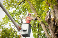 The Valley Tree Service