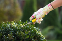Garden Maintenance London