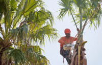 Moreno Valley Tree Services
