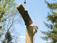 Robin's Tree Service