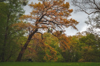 Tree Service in Pueblo, Colorado