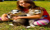 Siberian Huskies Puppies Golden Retrievers