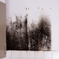 Suncoast Mold Experts