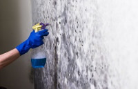 Midway Mold Experts