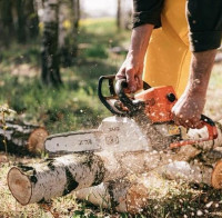 Bothell Tree Services