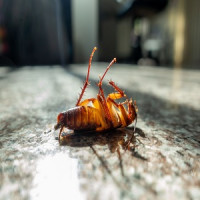 Frisco Pest Control