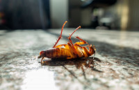 Pest Control Experts of Frisco