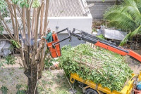 Fort Pierce Tree Service