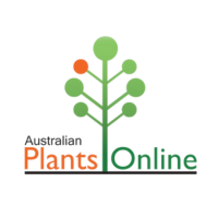 Thymus citriodorus - lemon thyme Australian Plants Online