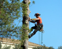 Rosas Tree Service of Vallejo