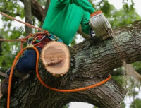 Big A's Avon Tree Service