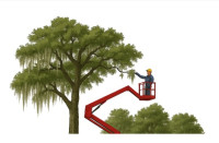 Florida Moss Removal