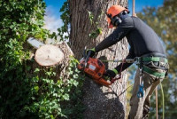 Haines City Tree Care