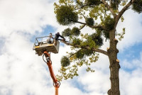 Robles tree service LLC