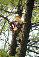 Tree Services Edmond Ok